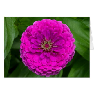 Lila Zinnia-Karte