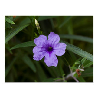 Lila Zwerg mexikanische Petunia Print Poster