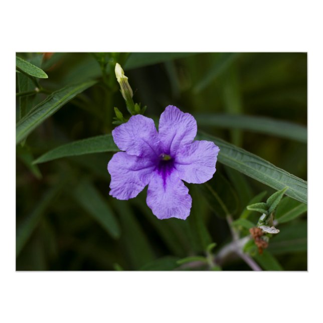 Lila Zwerg mexikanische Petunia Print Poster (Vorderseite)