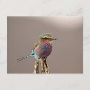 Lilablast-Roller, Coracias caudata, Samburu Postkarte