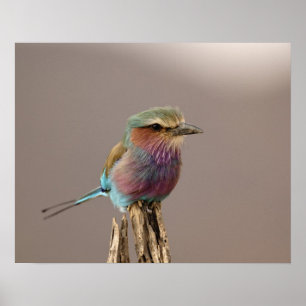 Lilablauer Roller, Coracias caudata, Samburu Poster