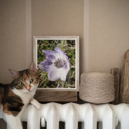 Lilac Blue Anemone Coronaria Blume Malerei Poster