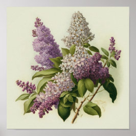Lilac Blume Art Print Poster