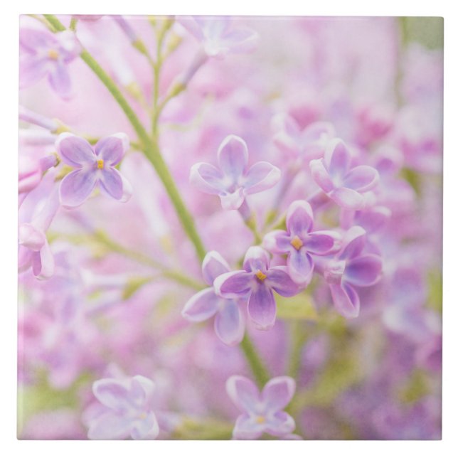 Lilac Blume Mist Fliese (Vorderseite)