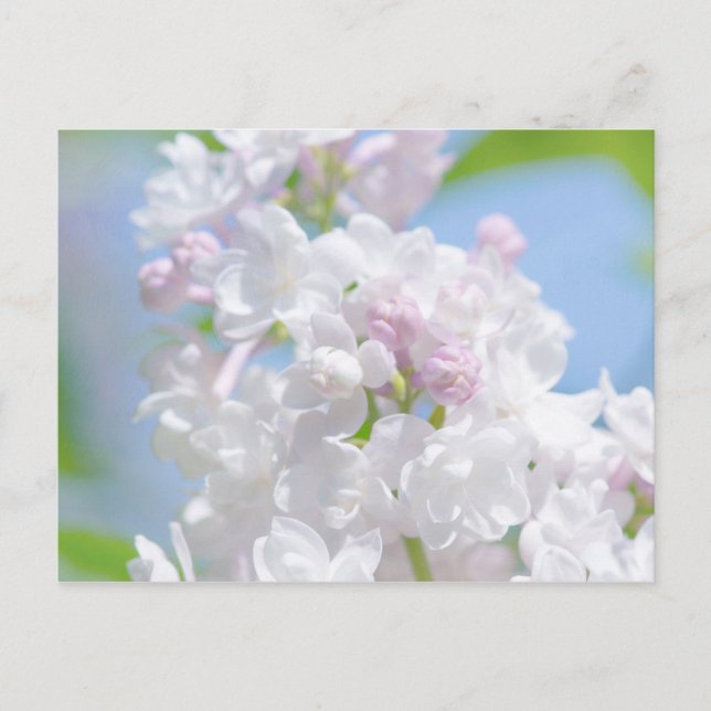 Lilac Blume Postkarte (Vorderseite)