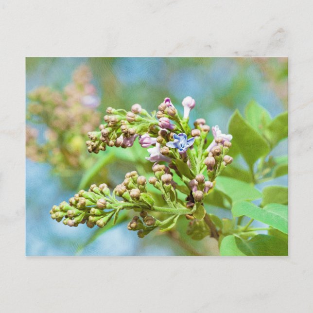 Lilac Blume - Primus Inter Pares Postkarte (Vorderseite)