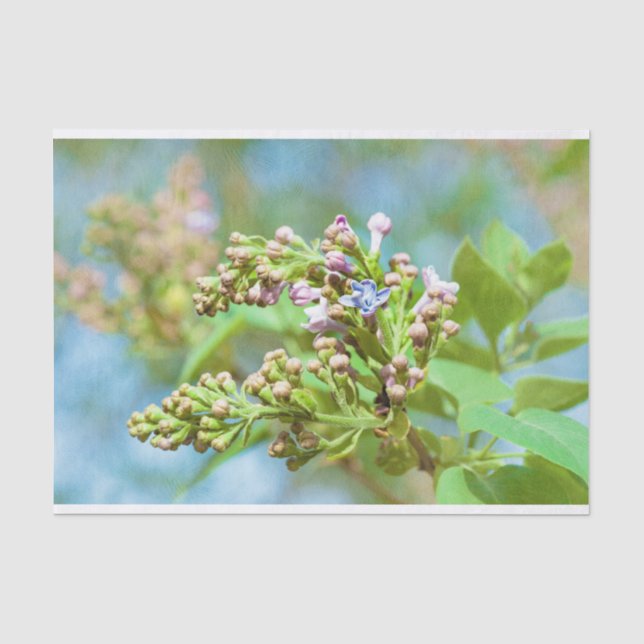 Lilac Blume - Primus Inter Pares Seidenpapier (Vorderseite)