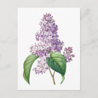Lilac Blume Redouté Botanische Illustration Postkarte