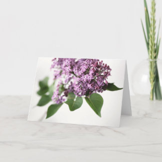 Lilac Blume Springtime Fragrance Beauty L Karte