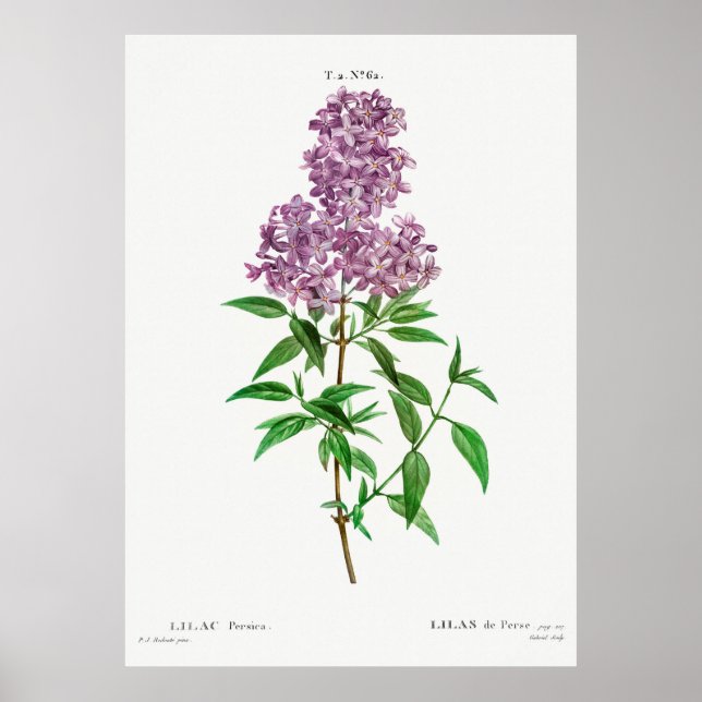 Lilac Botanical Poster (Vorne)