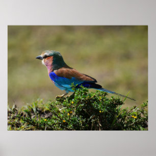 Lilac Breasted Roller Bird Poster