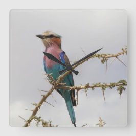 Lilac Breastroller Bird Clock Quadratische Wanduhr