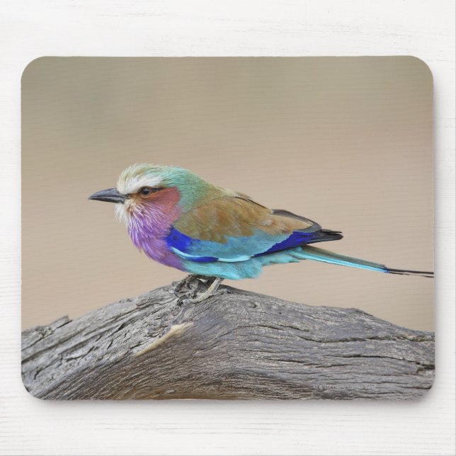 Lilac-Brustwalze (Coracias caudata) Mousepad (Vorne)