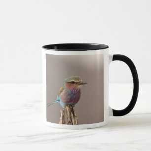 Lilac Brustwalze, Coracias caudata, Samburu Tasse
