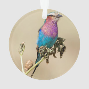 Lilac Brustwalze Ornament
