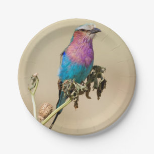 Lilac Brustwalze Pappteller