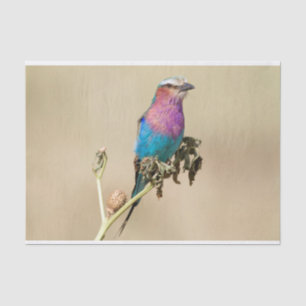 Lilac Brustwalze Seidenpapier