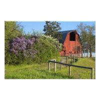 Lilac-Büsche in Blüten und Magiden in den Bäumen
