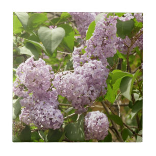 Lilac Bush Schöne Lila Frühlingsblumen Fliese