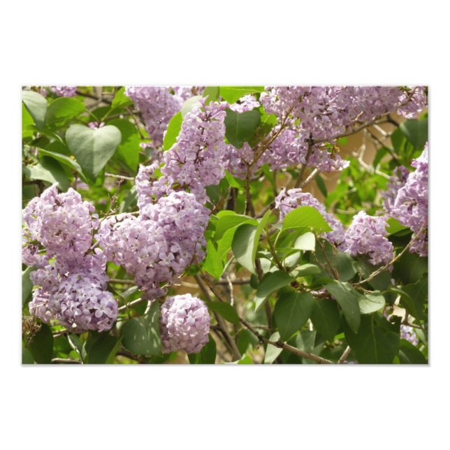 Lilac Bush Schöne Lila Frühlingsblumen Fotodruck (Vorne)