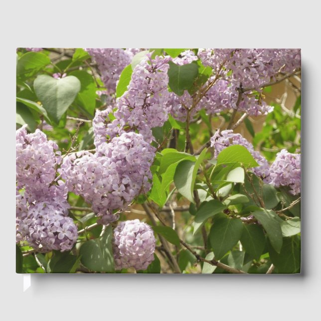 Lilac Bush Schöne Lila Frühlingsblumen Gästebuch (Vorderseite)