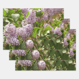 Lilac Bush Schöne Lila Frühlingsblumen Geschenkpapier Set
