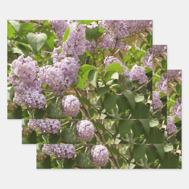 Lilac Bush Schöne Lila Frühlingsblumen Geschenkpapier Set (Set)
