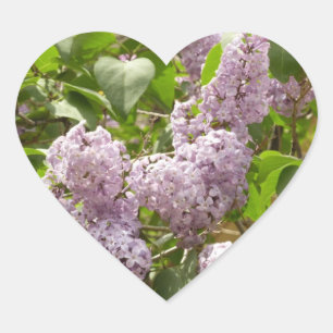 Lilac Bush Schöne Lila Frühlingsblumen Herz-Aufkleber