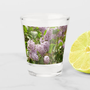 Lilac Bush Schöne Lila Frühlingsblumen Schnapsglas