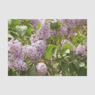 Lilac Bush Schöne Lila Frühlingsblumen Seidenpapier