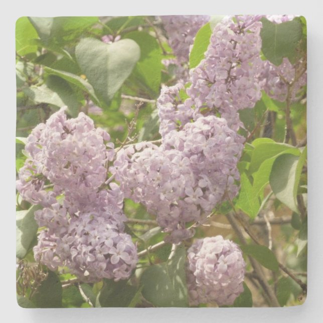 Lilac Bush Schöne Lila Frühlingsblumen Steinuntersetzer (Vorderseite)
