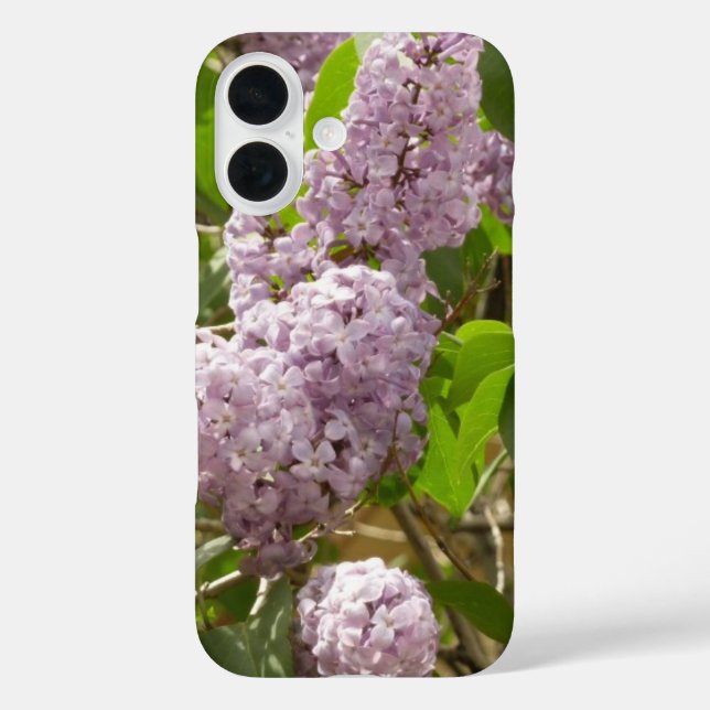 Lilac Bush Schöne Lila Frühlingsblumen title_seo2 (Rückseite)