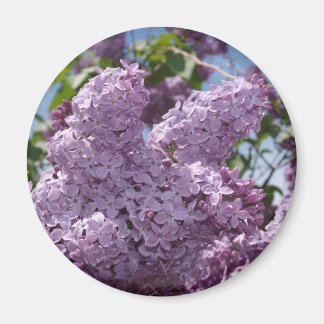 Lilac-Cluster Magnet