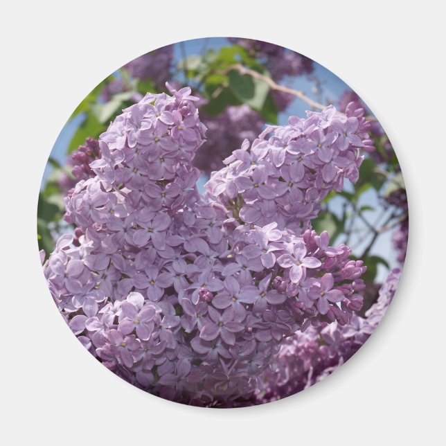 Lilac-Cluster Magnet (Vorne)