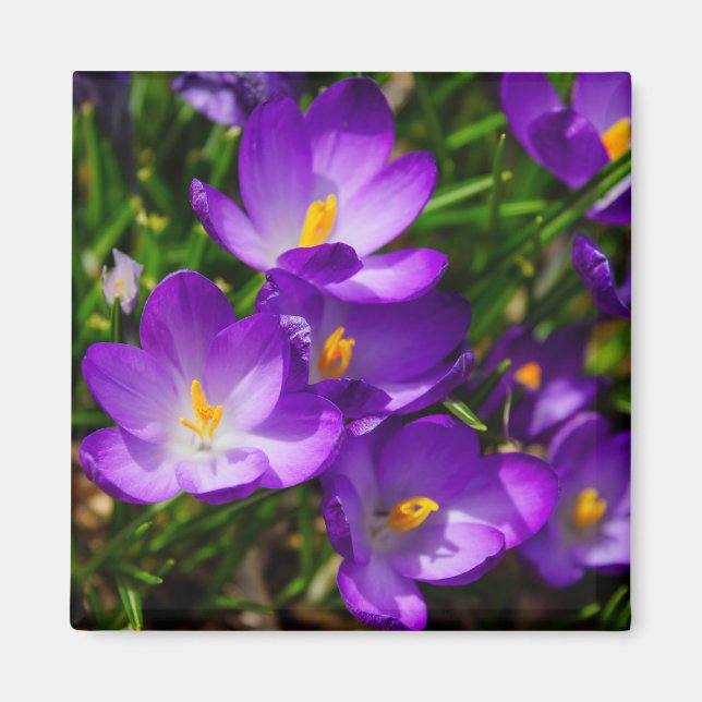 Lilac Crocuses Magnet (Vorne)