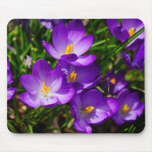 Lilac Crocuses Mousepad (Vorne)