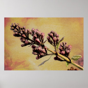 Lilac Fine Art Print Poster