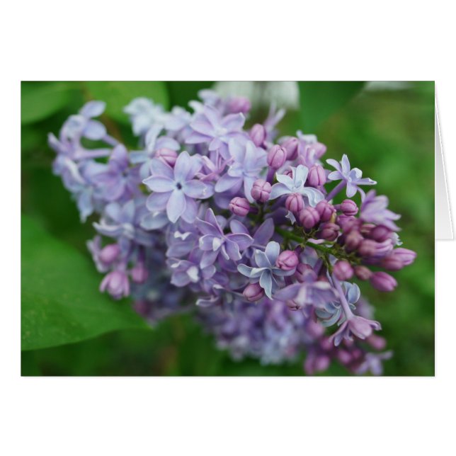Lilac Liebe (Vorderseite (Horizontal))