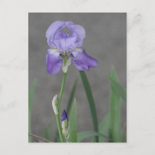 Lilac Lila Iris Blühen in der Gartenbox Postkarte