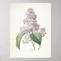 Lilac oder Lilas