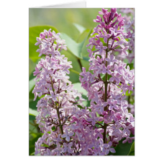 Lilac P5390 Card