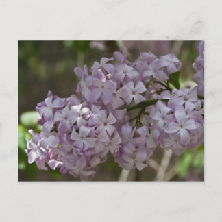 Lilac Postcard Postkarte