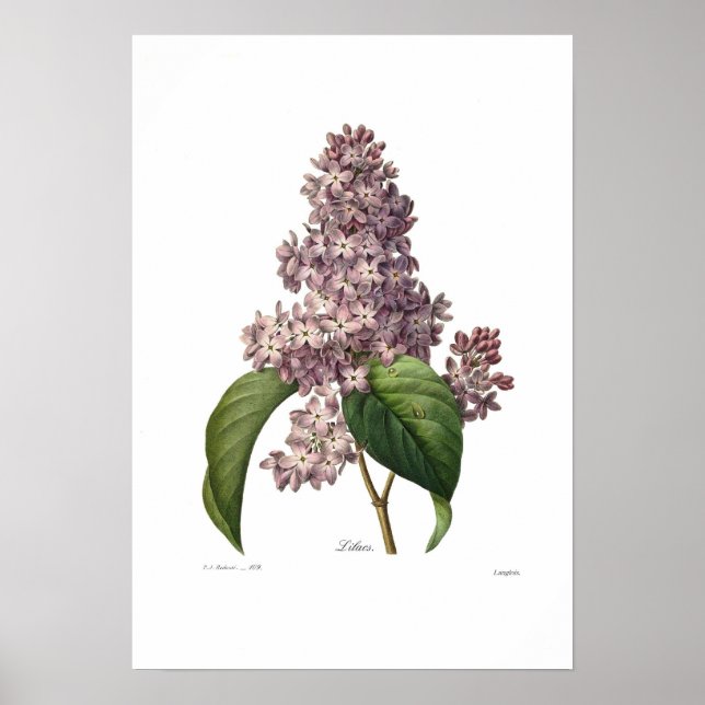 Lilac Poster (Vorne)