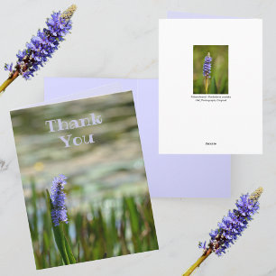 Lilac Purple Pickerelweed Flower Monet Inspiré