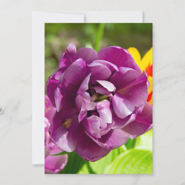 Lilac tulips an einem sonnigen Tag (Vorderseite)