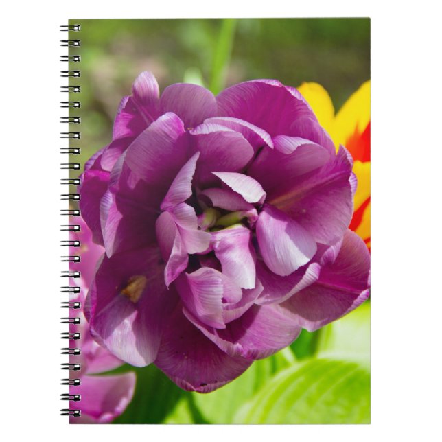 Lilac tulips an einem sonnigen Tag Notizblock (Vorderseite)