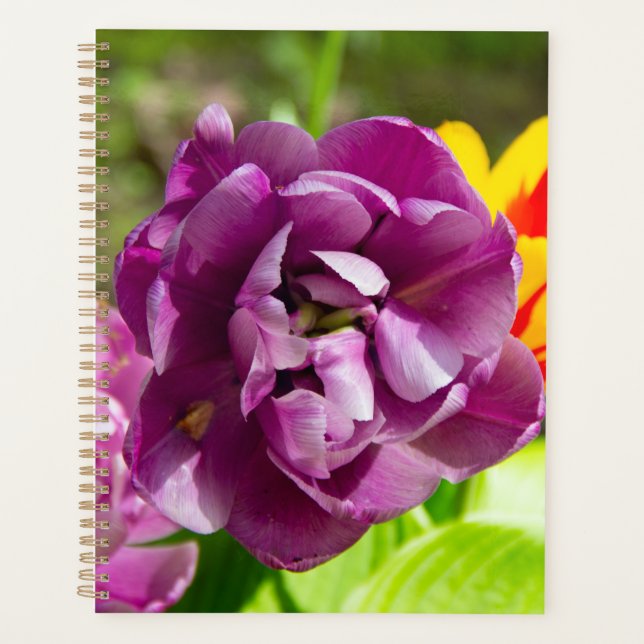 Lilac tulips an einem sonnigen Tag Planer (Vorderseite)