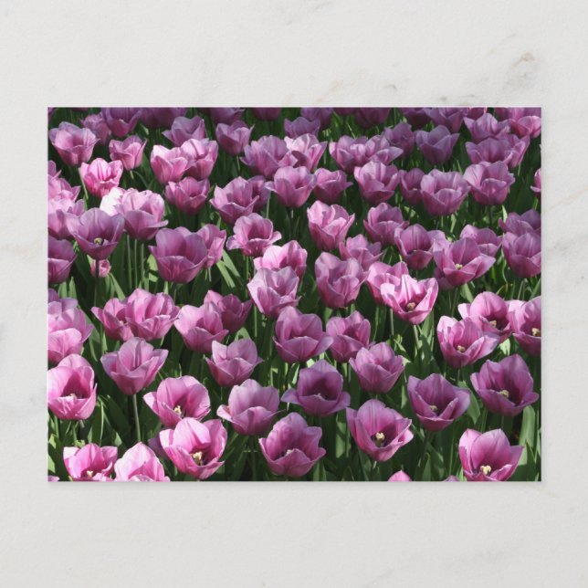 Lilac Tulips Postkarte (Vorderseite)