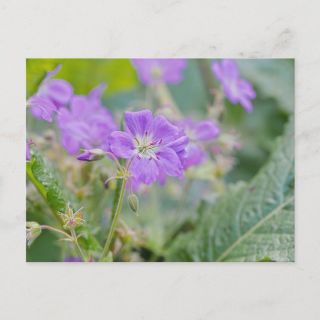 Lilac Wildblume Foto Geranium Botanische Blume Postkarte (Vorderseite)