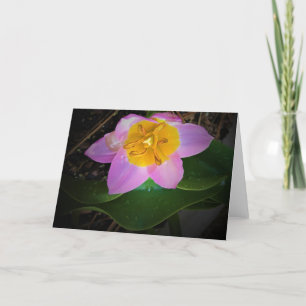 Lilac Wonder Tulip, Karte